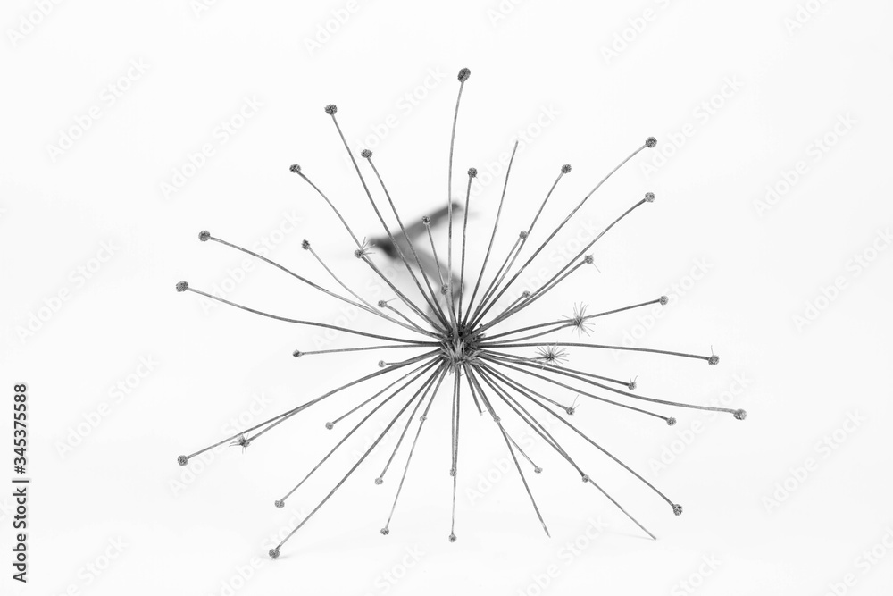Fototapeta premium A dried withered plant on a white background