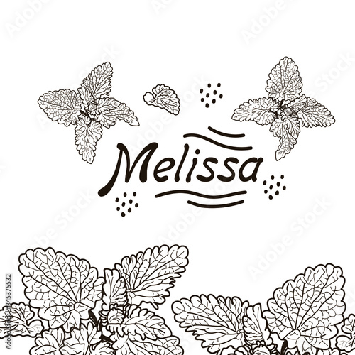 Vector drawing of handmade lemon balm twigs on a white isolated background. Melissa is flat, cartoony. Registration of cards, menus, banners, printing on fabric, covers