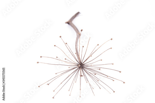 A dried withered plant on a white background