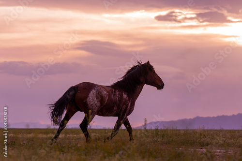 Wild Horse at Sunset in Spring in the Utah Desert © natureguy