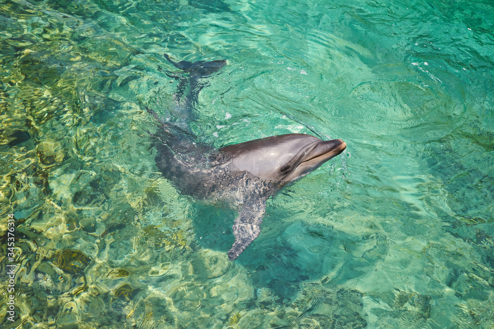 Fototapeta premium Dolphin portrait while looking at you