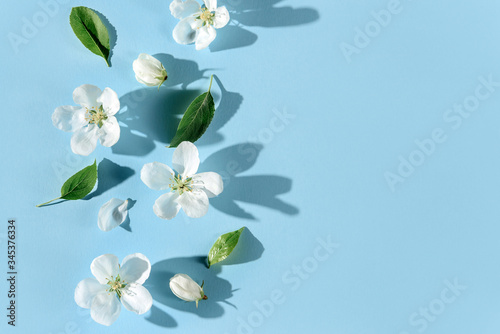 Flowers and leaves of an apple tree cast a shadow on a blue background.