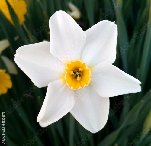 daffodil flower close up