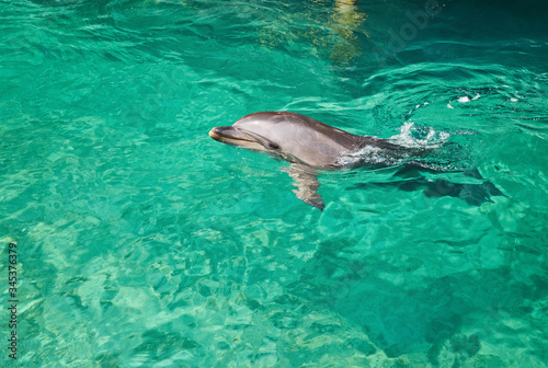 Dolphin portrait while looking at you