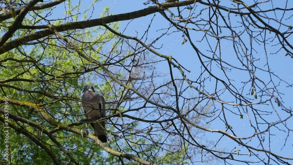 Columba palumbus preens feathers sitting on a tree branch in spring forest Columba palumbus preens feathers sitting on a tree branch in spring forest