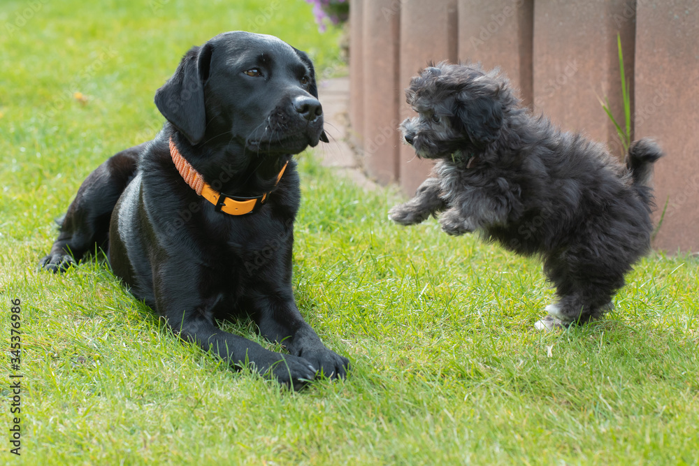 Maltipoo Welpe spielt mit einem Labrador Malteser Pudel Maltipoo Welpe spielt mit einem Labrador Malteser Pudel