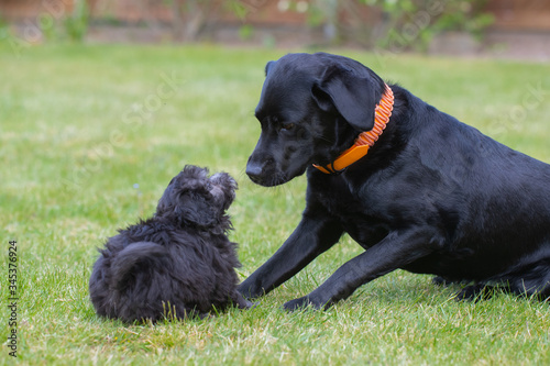 Maltipoo Welpe spielt mit einem Labrador Malteser Pudel