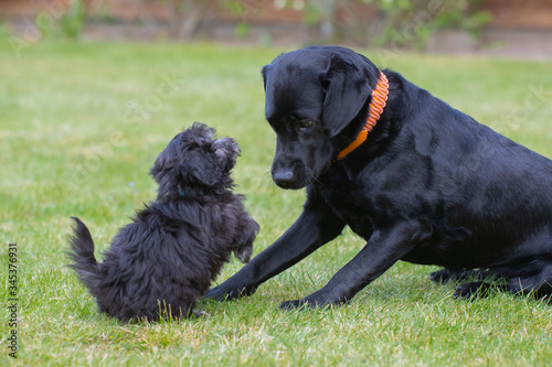 Maltipoo Welpe spielt mit einem Labrador Malteser Pudel © KrischiMeier