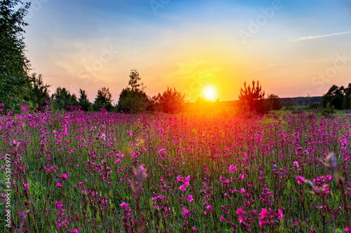 Red flowers in wild field on beautiful sunset. Summer background in Russia. © sergofan2015