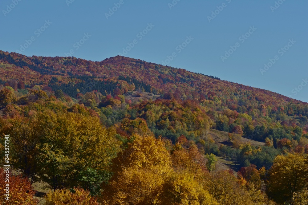 autumn landscape with golden vibrant trees leaves in sunny day 