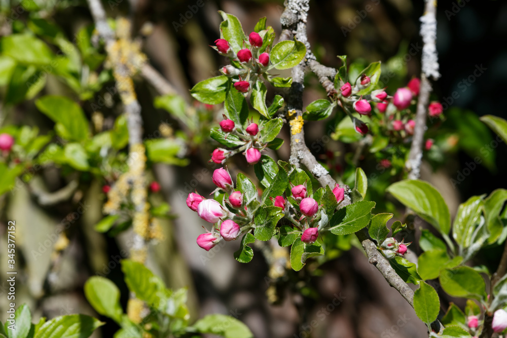 Bourgeons de pommier au printemps - France - Bourgeons de pommier au printemps - France -