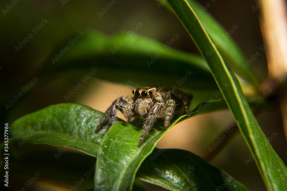 Small spider on leaf in the garden Small spider on leaf in the garden
