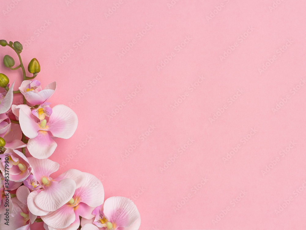 Pink orchids on one side on pink background. Pink flower background Pink orchids on one side on pink background. Pink flower background