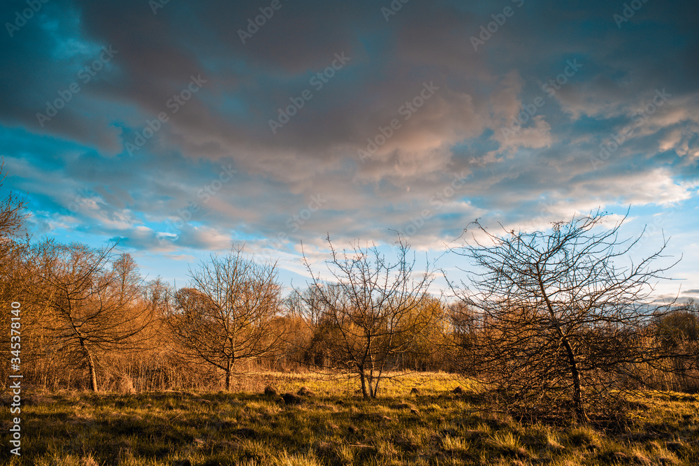 Fototapeta premium spring forest before a thunderstorm