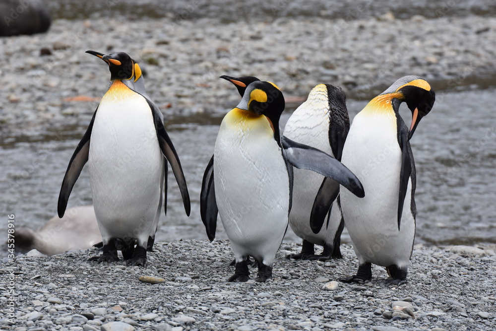 Fototapeta premium King penguin at Fortuna Bay, South Georgia Island