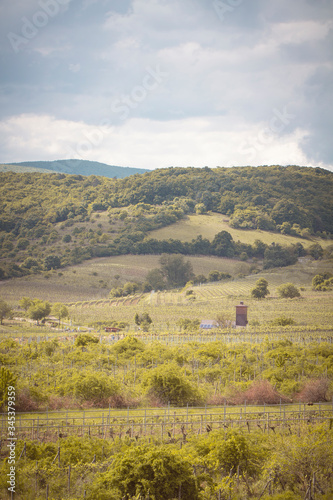 romantic spring vineyard countryside in Pezinok