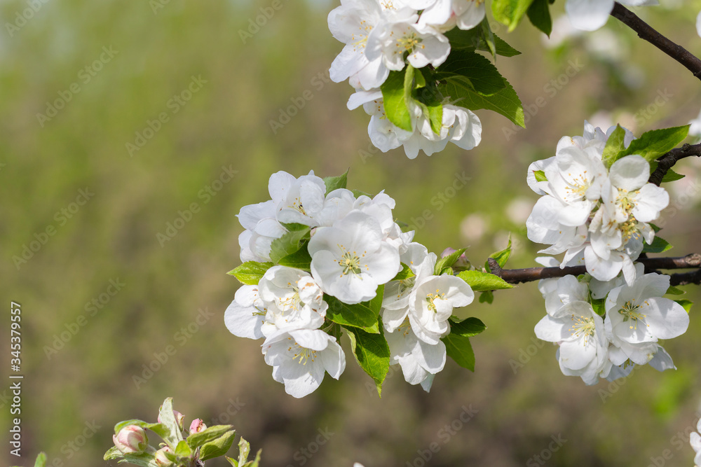 apple tree branch blossom with defocused background