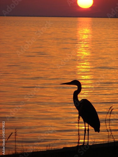 heron at sunset © Pensacola