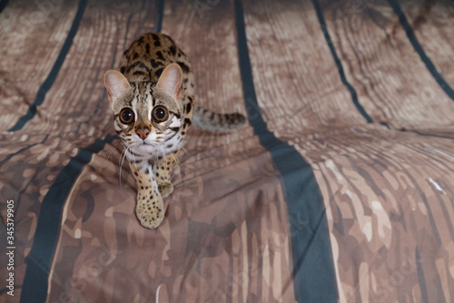 asian leopard cat