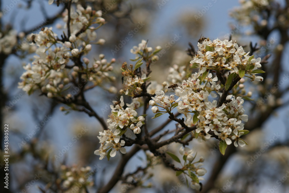 Flowering pear tree closeup in blue sky background. Nature in spring.