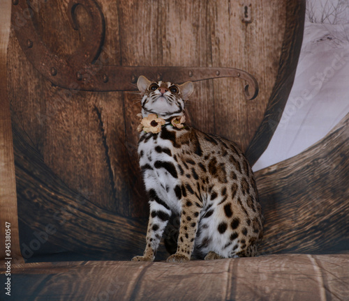 asian leopard cat  hobbit