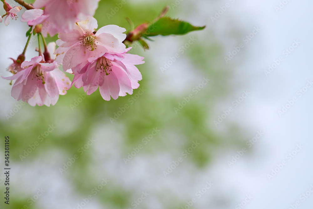 Branch of pink apple blossoms with blurred background bokeh. Copy space. Branch of pink apple blossoms with blurred background bokeh. Copy space.
