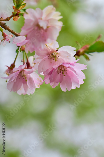 Branch of pink apple blossoms with blurred background bokeh. Copy space.