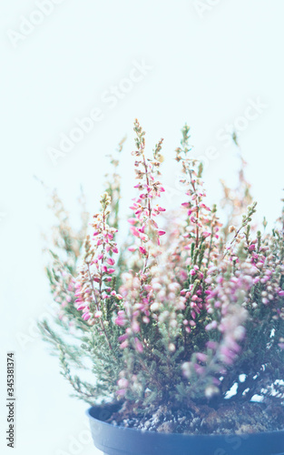 Purple blooms heather potted in the sunshine.