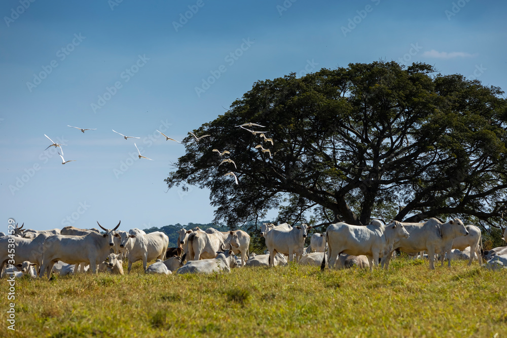 Obraz premium Nellore herd in the farm pasture next to a tree, Itu, Sao Paulo, Brazil