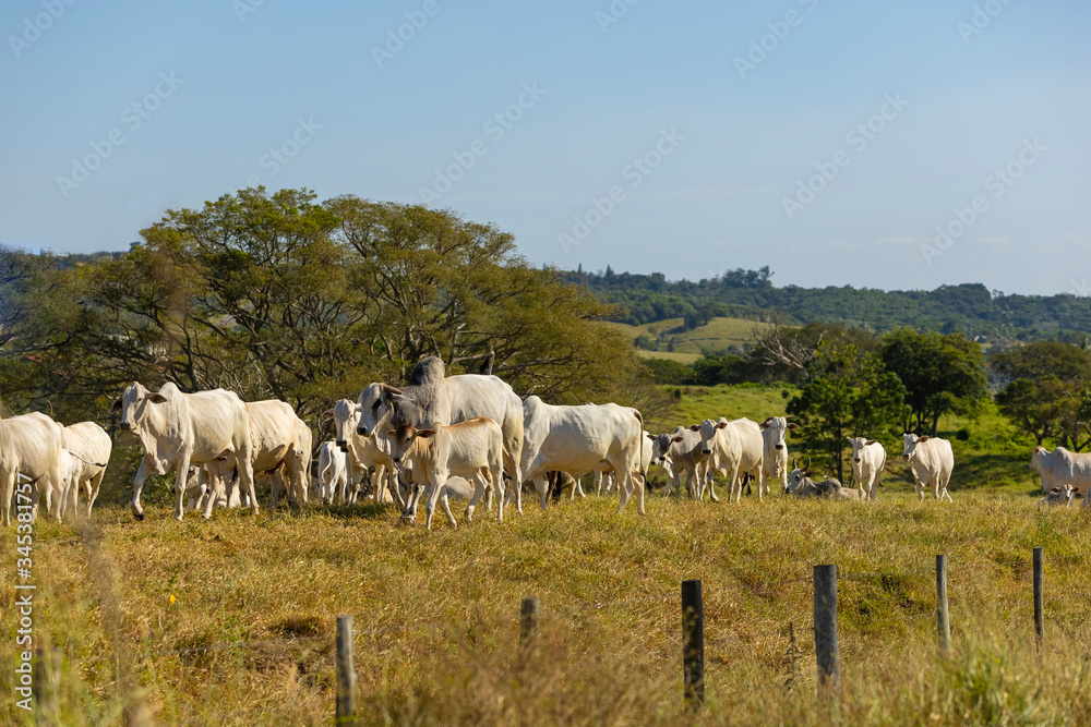 Nellore cattle in the farm pasture for milk production, Itu, Sao Paulo, Brazil