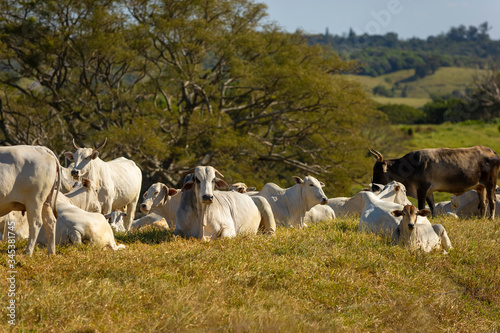 Fototapeta Naklejka Na Ścianę i Meble -  Nellore cattle in the farm pasture for milk production, Itu, Sao Paulo, Brazil