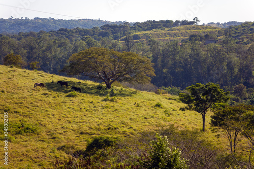 Horses grazing under the shade of a tree in the Itu mountains, Sao Paulo, Brazil