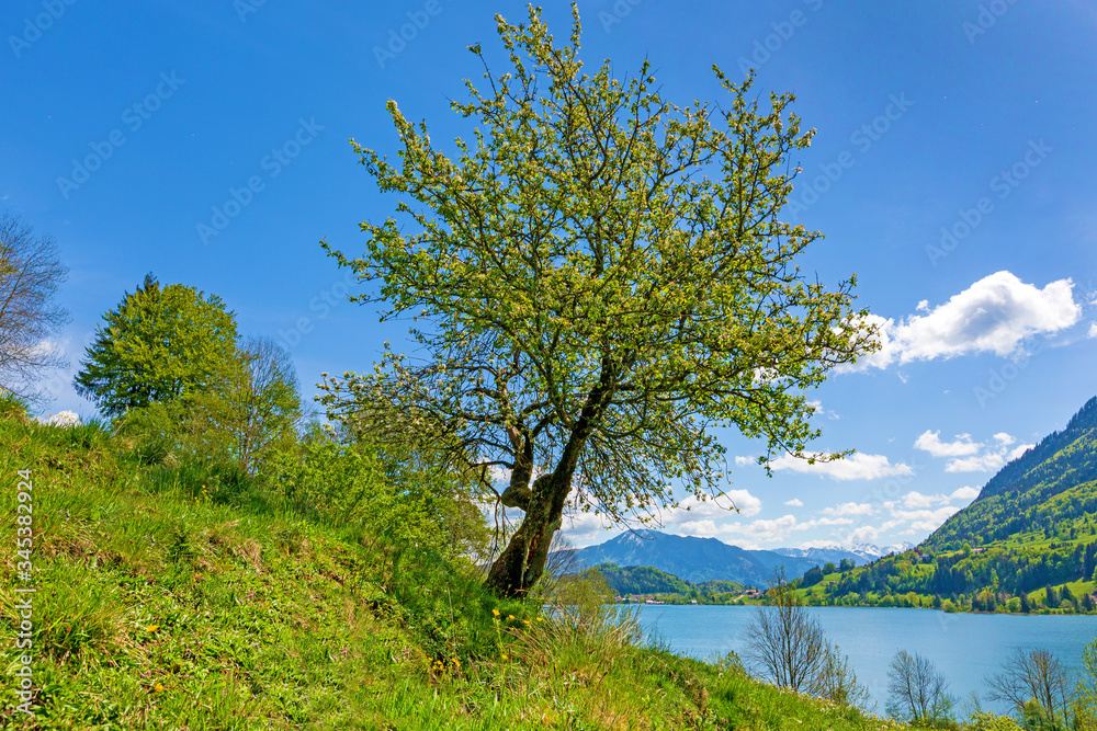 Allgäu - Alpsee - Frühling - Baum - blühen - malerisch 