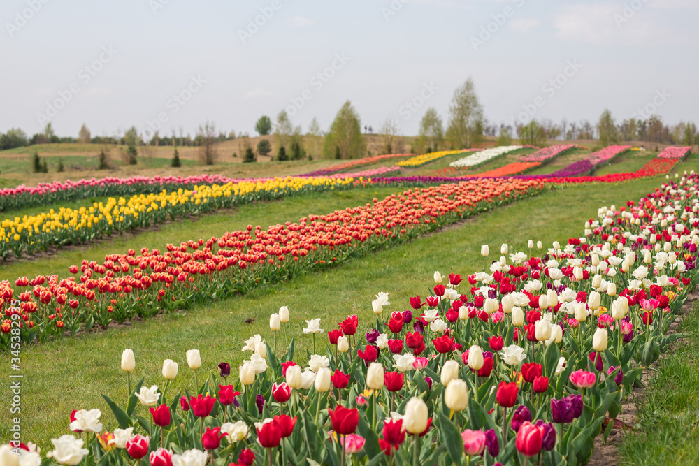 Blooming tulips field in the Dobropark park near the capital of Ukraine, Kiev. 