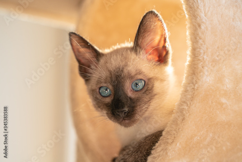 Fotografie Front view of a cute beautiful Siamese kitten sleeping in their dreams in a cat