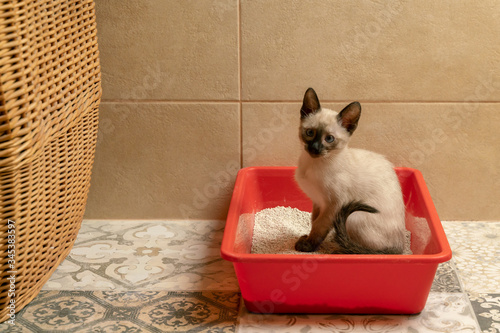 housebroken siamese kitten sitting in cat s toilet or kitty litter box