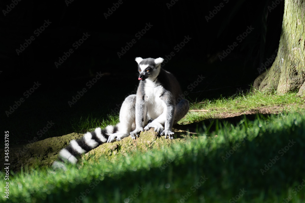 lemur sticking his tongue out comically lit by a diagonal