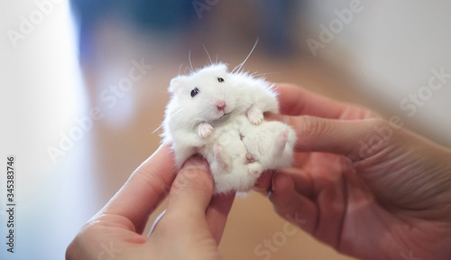 Selective Focused on Cute Little Exotic Female Winter White Dwarf Hamster receiving massage from owner. Pets health care, Caring Tips for Young Hamsters and Human Friend concept.