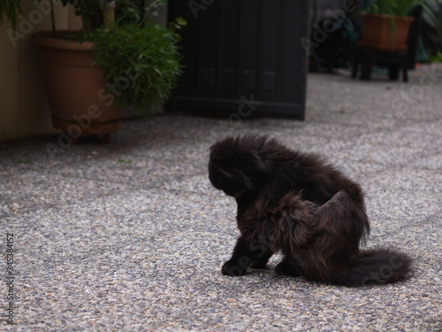 Gatto persiano