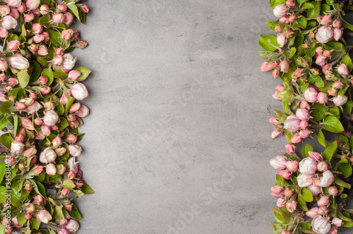 branches of a blossoming apple tree on a grey background.Top view