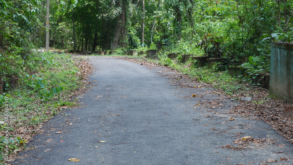 A curved road in the forest A curved road in the forest