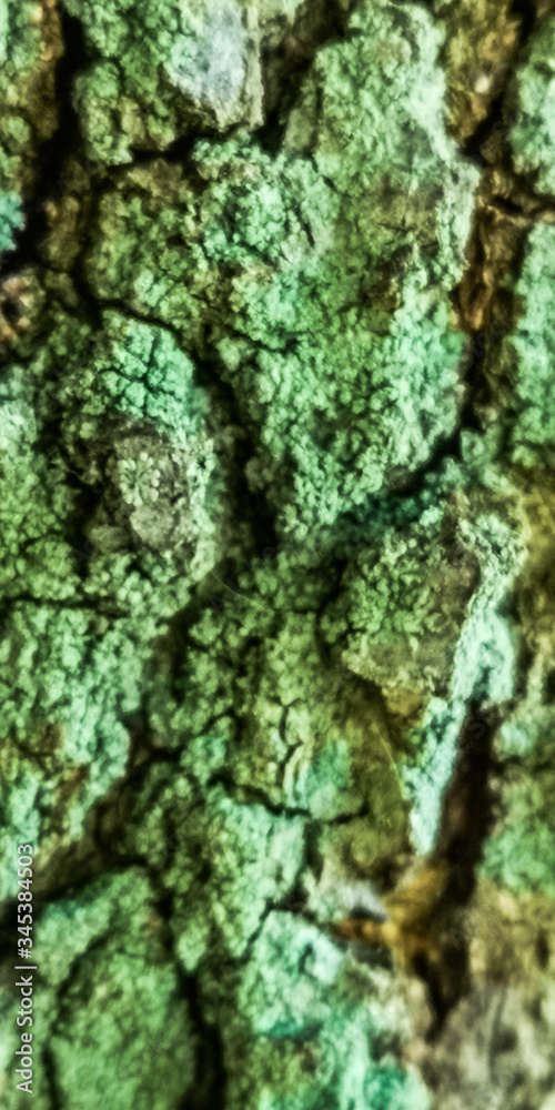 corteza, árbol, con textura, madera, naturaleza, musgo, bosque, cofres, dechado, café, verde, áspero, fábrica, roble, textura, viejo, abstracta, nativo, recubrir, madera, detallar, macro, close-up, ár corteza, árbol, con textura, madera, naturaleza, musgo, bosque, cofres, dechado, café, verde, áspero, fábrica, roble, textura, viejo, abstracta, nativo, recubrir, madera, detallar, macro, close-up, ár