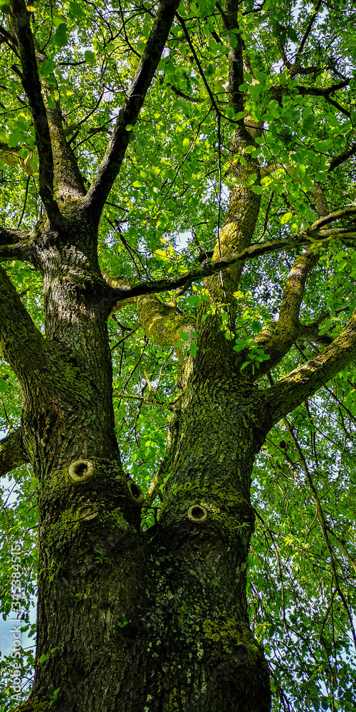 corteza, árbol, con textura, madera, naturaleza, musgo, bosque, cofres, dechado, café, verde, áspero, fábrica, roble, textura, viejo, abstracta, nativo, recubrir, madera, detallar, macro, close-up, ár corteza, árbol, con textura, madera, naturaleza, musgo, bosque, cofres, dechado, café, verde, áspero, fábrica, roble, textura, viejo, abstracta, nativo, recubrir, madera, detallar, macro, close-up, ár