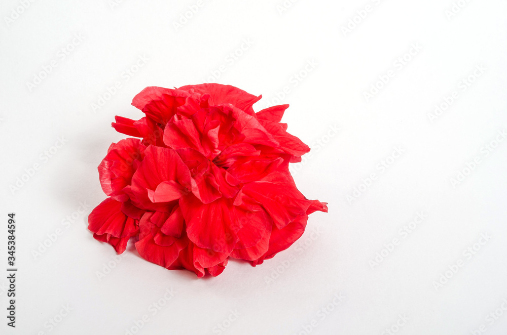 Beautiful red flower Isolated on a white background. The concept of love and passion. Background for cosmetics. Greeting card for Valentine's Day, Mother's Day.