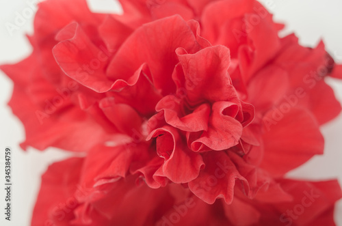Beautiful red flower close-up, macro photo. The concept of love and passion. Background banner for cosmetics. Greeting card for Valentine's Day, Mother's Day.