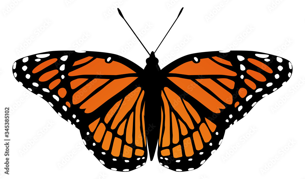 butterfly moth vector monarch orange insect flutter butterfly moth vector monarch orange insect flutter