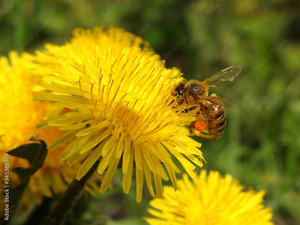 Bees on spring flowers close-up Bees on spring flowers close-up