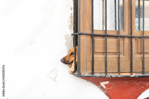 confined dog wanting to go outside