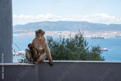 monkey with his cub enjoying the views in gibraltar