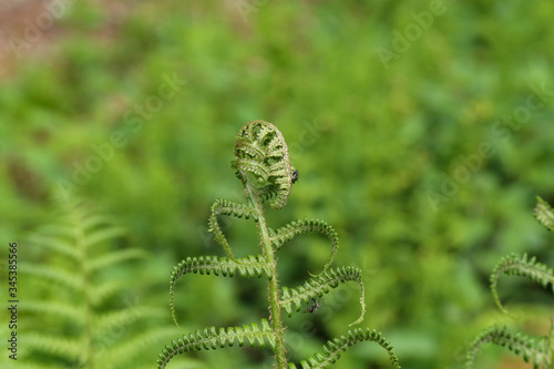 Wild young shoots of Pteridium aquilinum fern photo